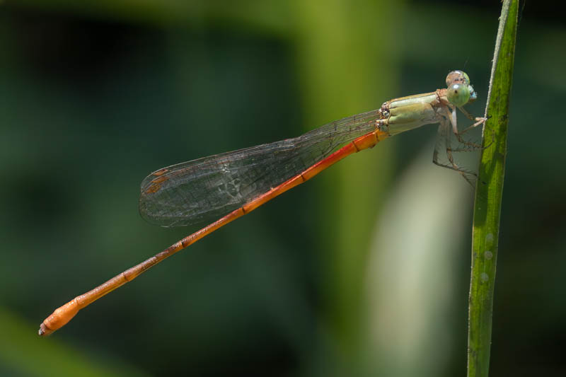 Telebasis isthmica (Green-eyed Firetail) male-4.jpg